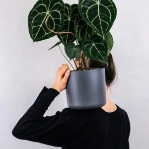 Plants Store Gallery Img 1 300x300 1