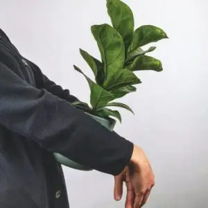 Plants Store Gallery Img 6 300x300 1